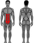 Muscle groups targeted by MedX Abdominal Exercise