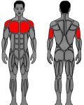 Muscle groups targeted by MedX Chest Press