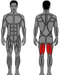 Muscle groups targeted by MedX Leg Curl