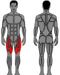 Muscle groups targeted by MedX Leg Extension