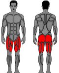 Muscle groups targeted by enhanced MedX Leg Press