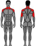 Muscle groups targeted by MedX Overhead Press